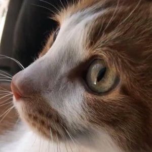 Meet your Posher, Daphne